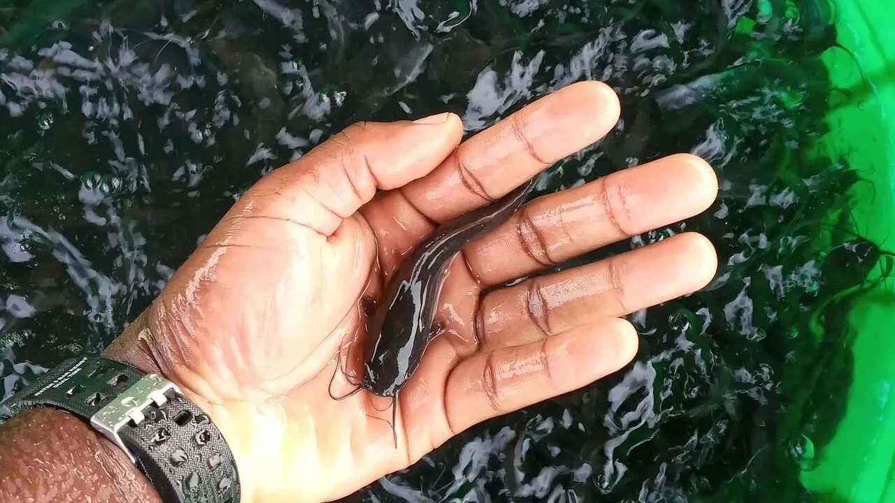 9 Penjual Bibit Ikan Lele di Nganjuk Termurah dan Berkualitas