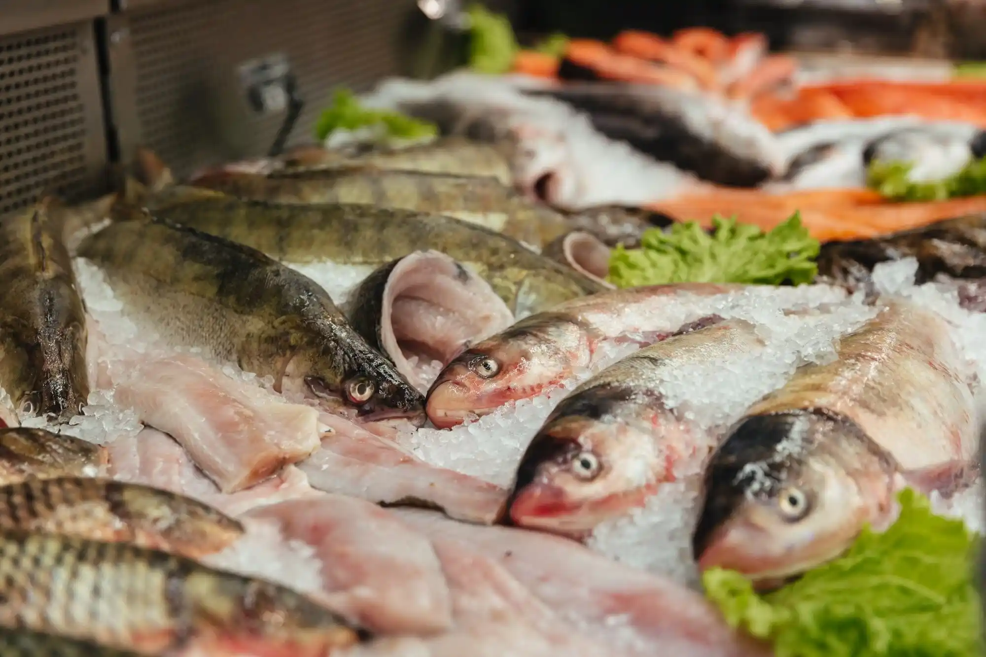 7 Penjual Ikan Segar di Nganjuk Termurah dan Kualitas Terjamin