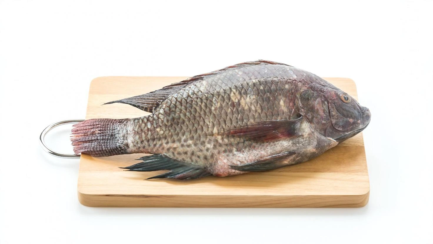 7 Penjual Bibit Ikan Gurami di Nganjuk Termurah dan Berkualitas