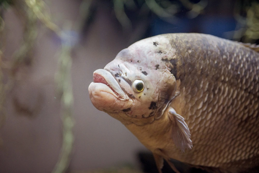 7 Penjual Bibit Ikan Gurami di Kediri Termurah dan Berkualitas